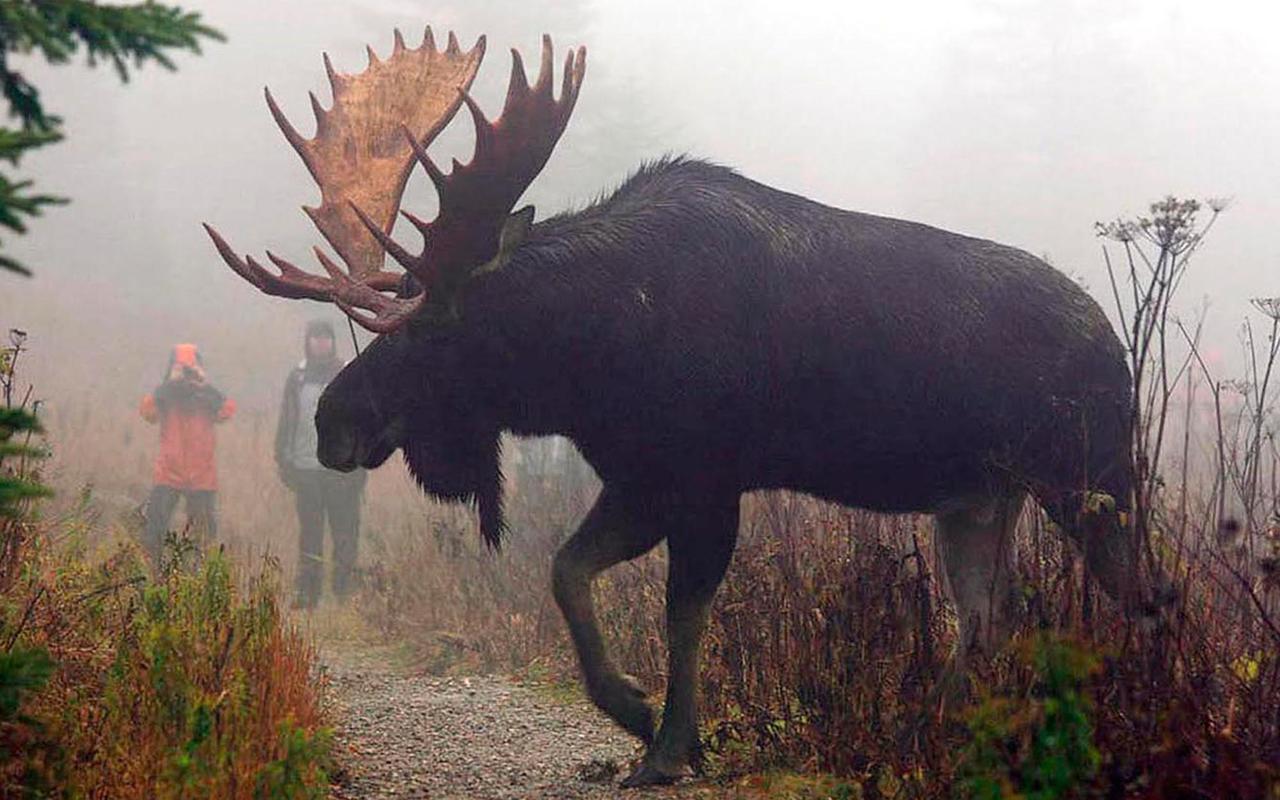 Le Ti Moose Villa La Malbaie Dış mekan fotoğraf