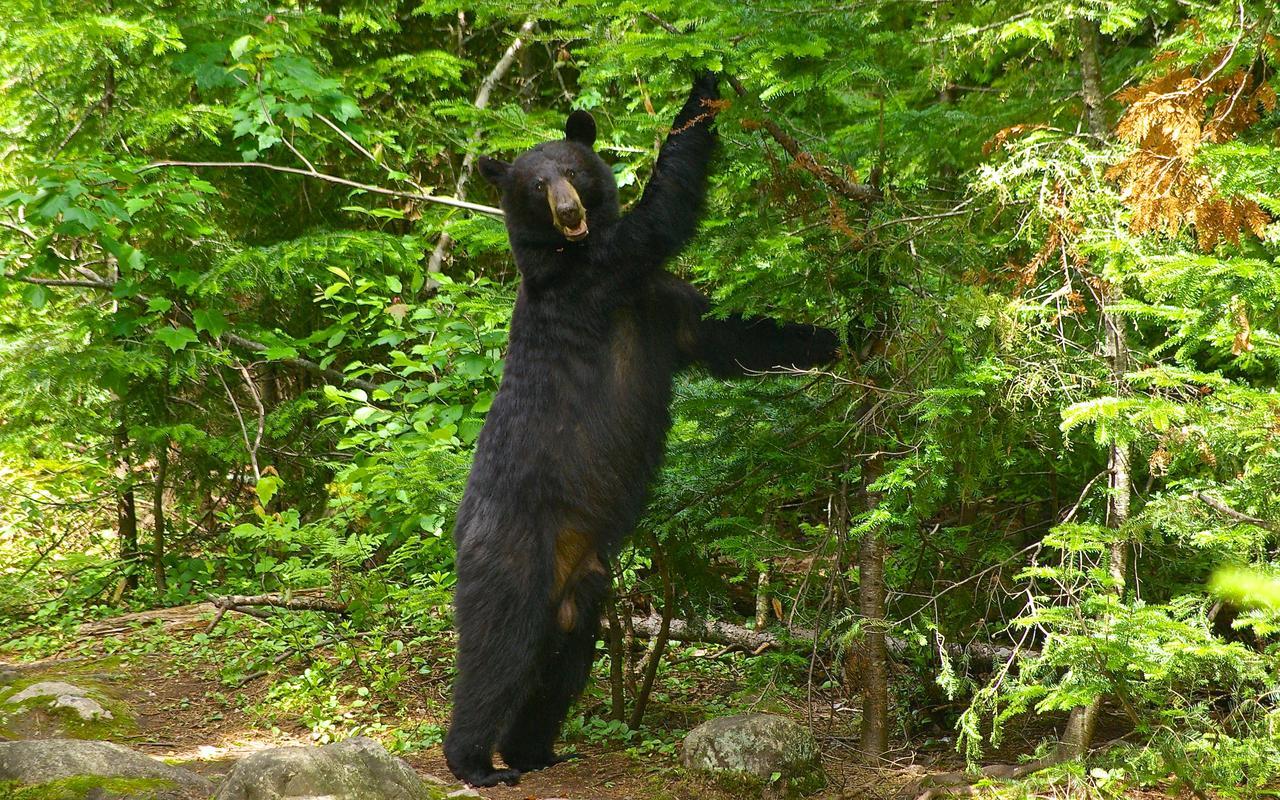 Le Ti Moose Villa La Malbaie Dış mekan fotoğraf