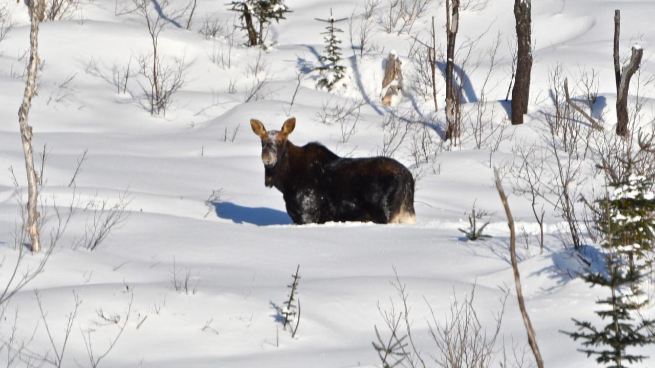 Le Ti Moose Villa La Malbaie Dış mekan fotoğraf