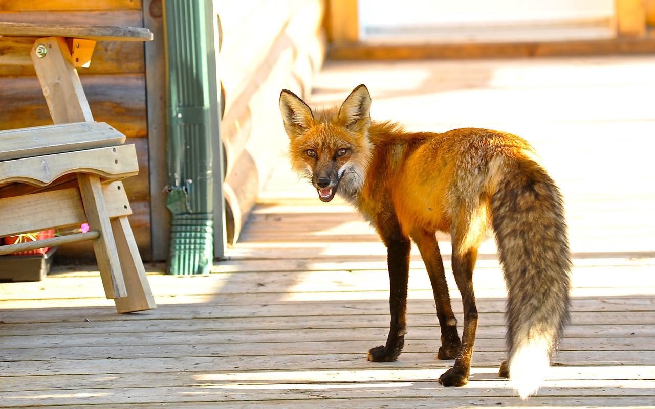 Le Ti Moose Villa La Malbaie Dış mekan fotoğraf